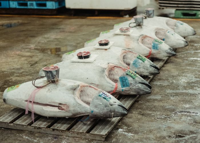 Tuna lined up with cross-sections of tail available for viewing and grading the meat.