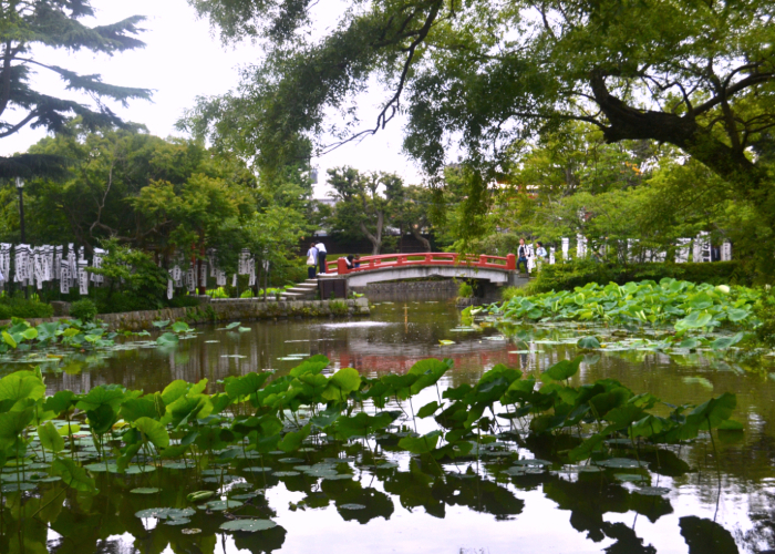 Lotus pond and bridge at Tsurugaoka Hachimangu Shrine