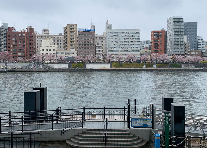 Cherry blossom trees along the Sumida river