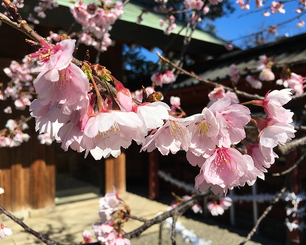 Cherry Blossoms 2023 Hanami and Food Tour in Yanaka 2