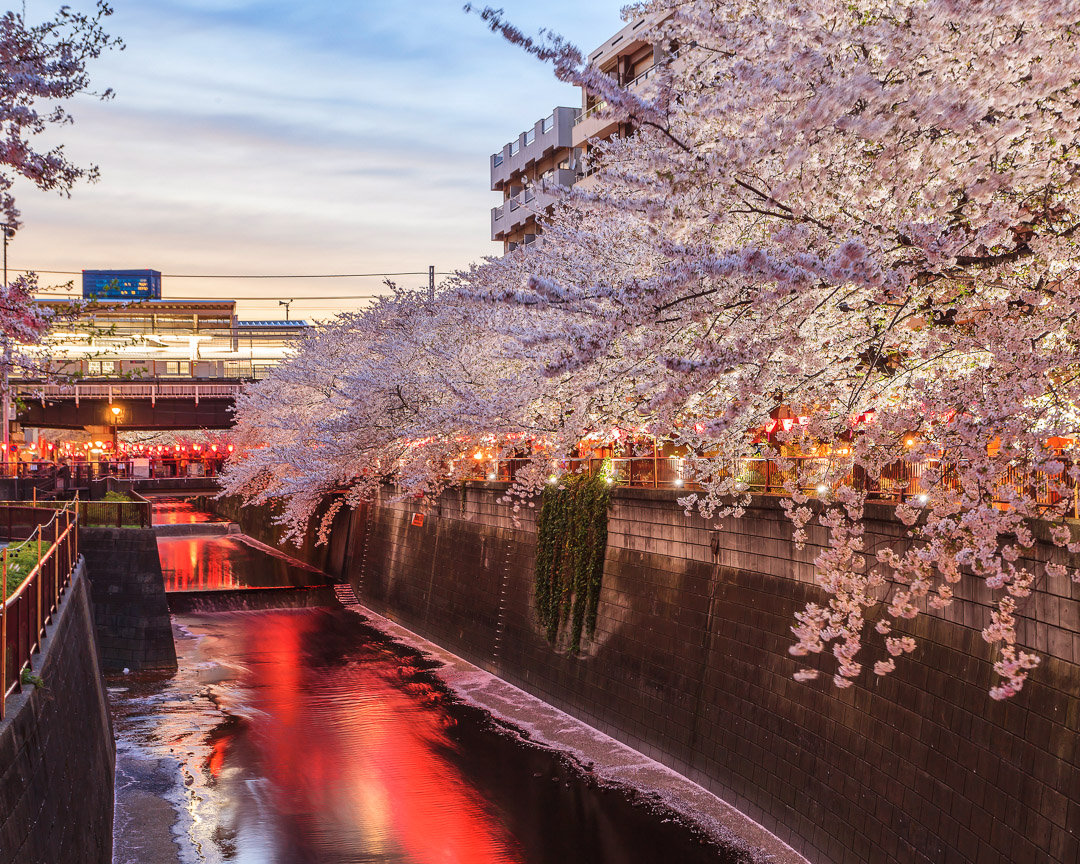 Cherry Blossom Festival Evening in Nakameguro 2023 byFood