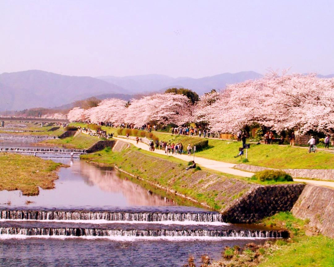 Cherry blossoms lining a river in Kyoto.