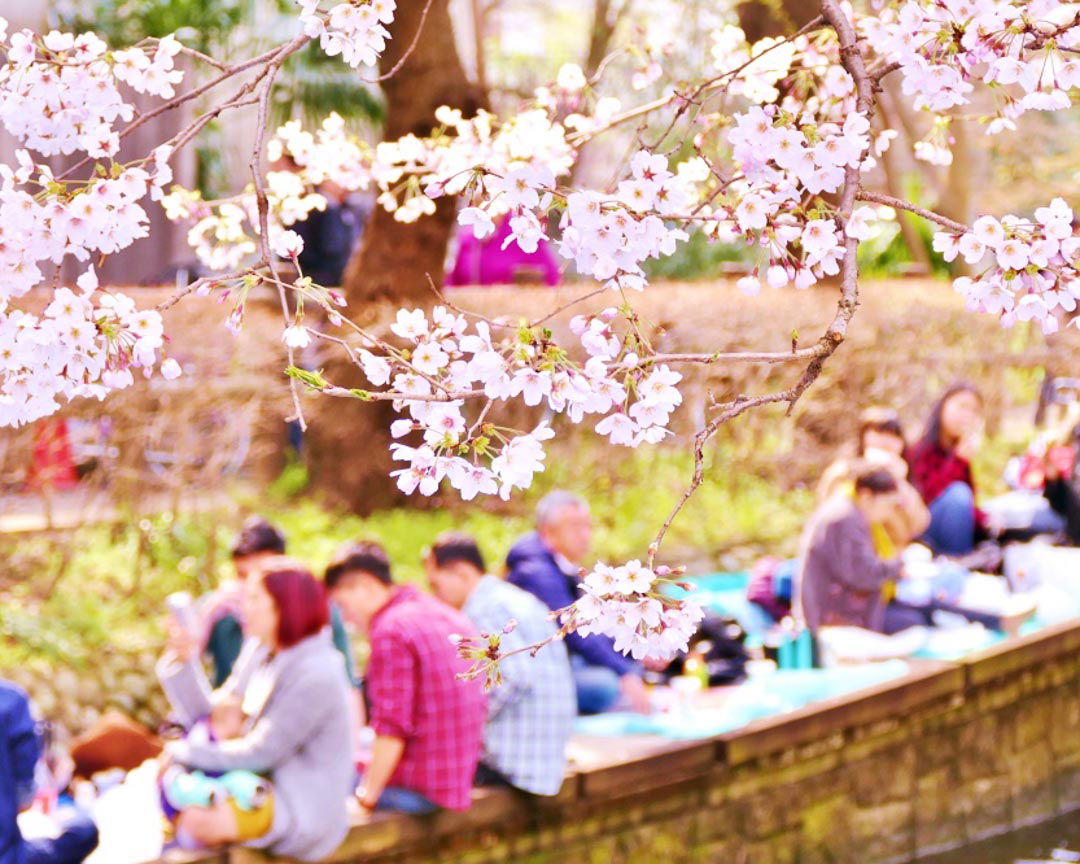 People enjoying a hanami picnic on a Kyoto cherry blossom tour.