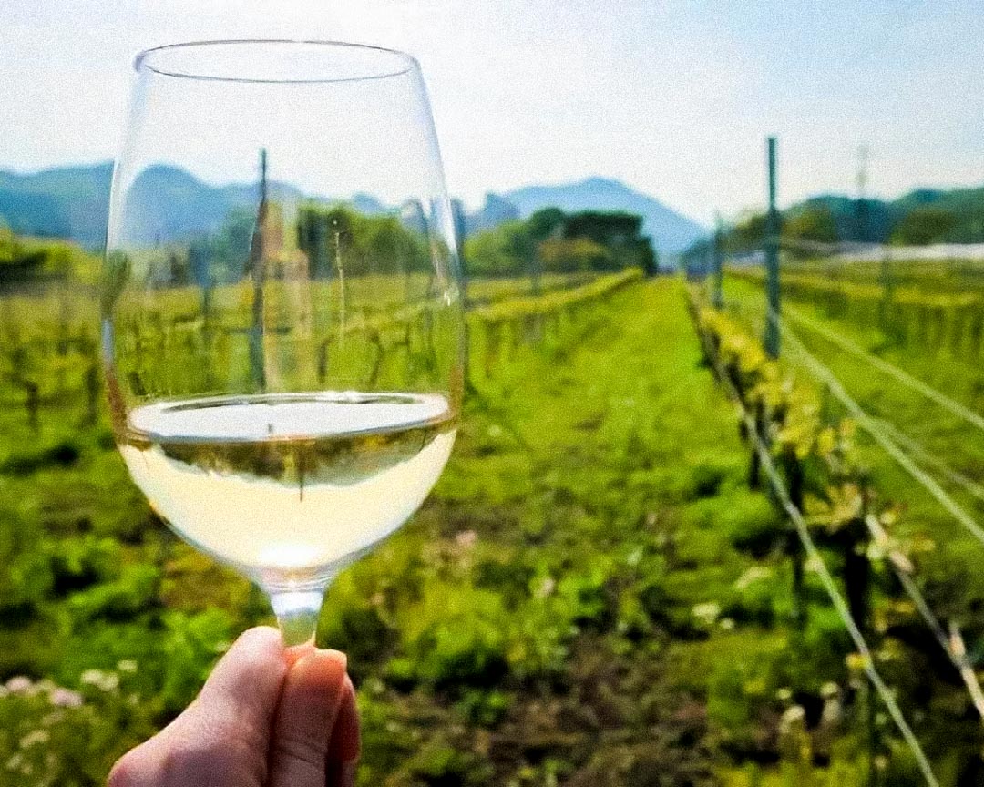 Sendai Winery Tour with Picnic Lunch | byFood