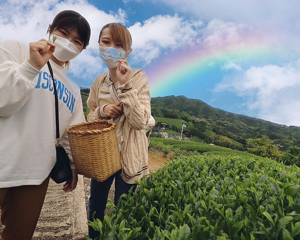 Uji Matcha Tea Picking Experience in Kyoto 3