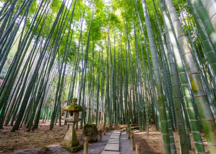 Bamboo garden and lantern