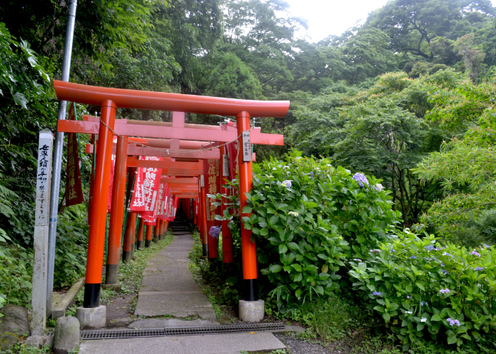 Torii gates of Sasuke Inari Shrine during hydrangea season