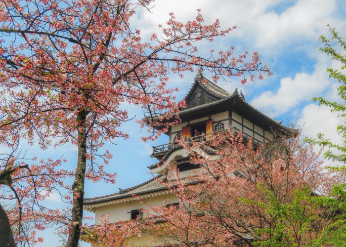 The keep of Inuyama Castle, surrounded by cherry blossoms.