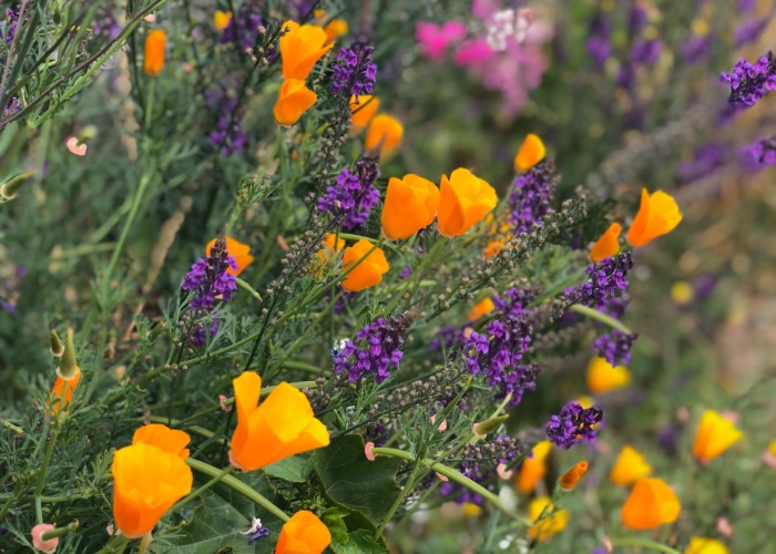 A close-up of wildflowers.
