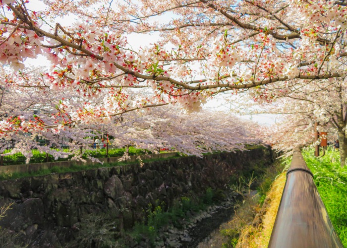 Branches of cherry blossom trees overhanging a river.