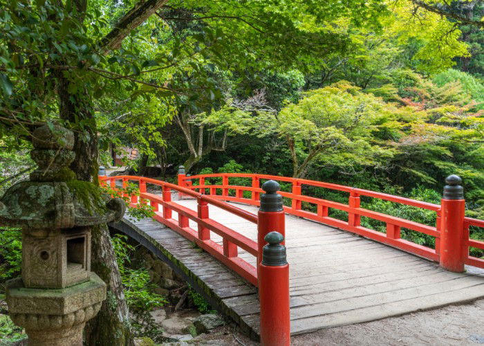 Forest at the Mount Misen, Miyajima island, Japan