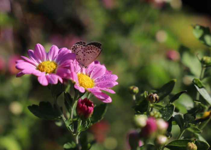 Pink small chrysanthemum blooming in the field.