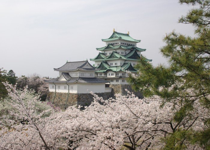 Nagoya castel sakura