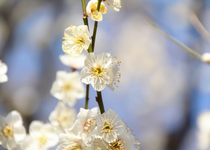 A branch of plum flowers in full bloom.