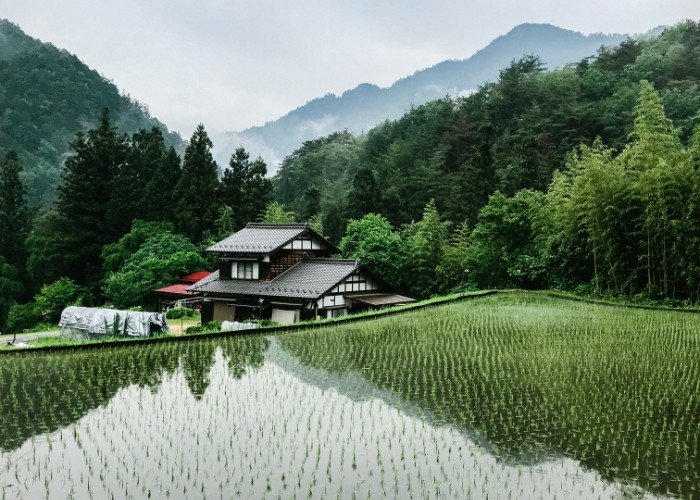 Rice paddy near house in Japan