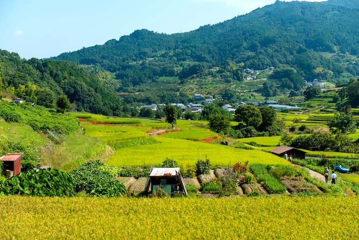 Vivid green rice paddies in Asuka, Nara