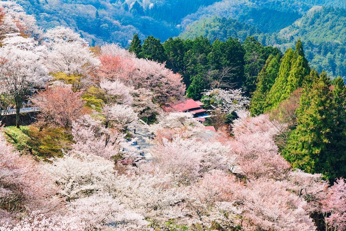 Yoshino Cherry Blossoms on the mountainsides, Nara