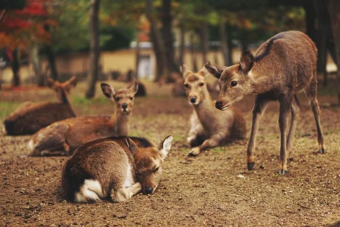 Shika deer in Nara in autumn with a few standing and sitting in a group on the grass