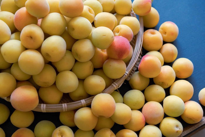 Basket of Japanese plums ready to be made into umeshu