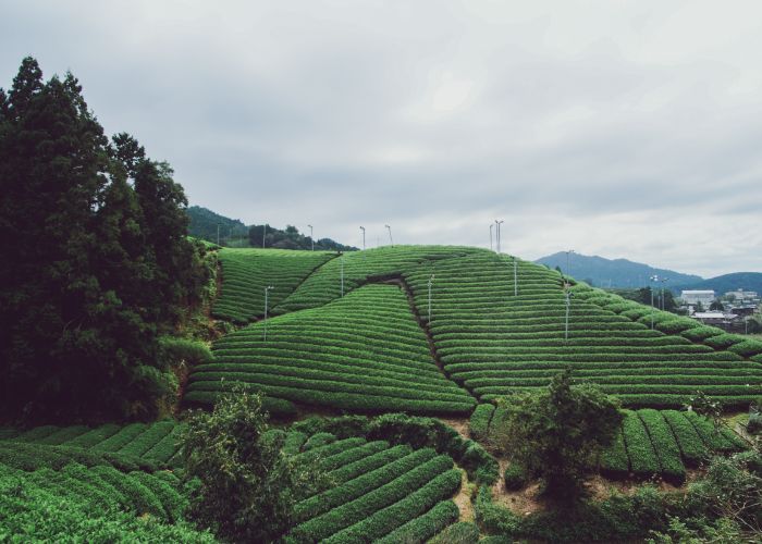 Rolling hills covered with rows of tea bushes