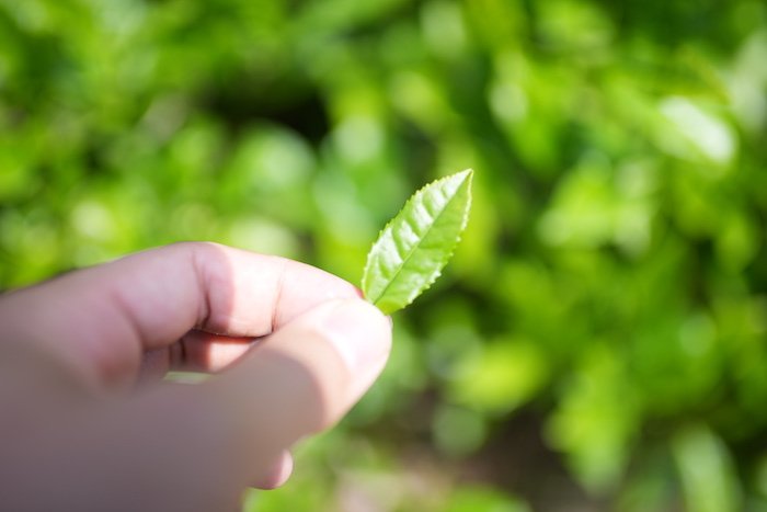 A hand holds a single tea leaf at a farm in Japan