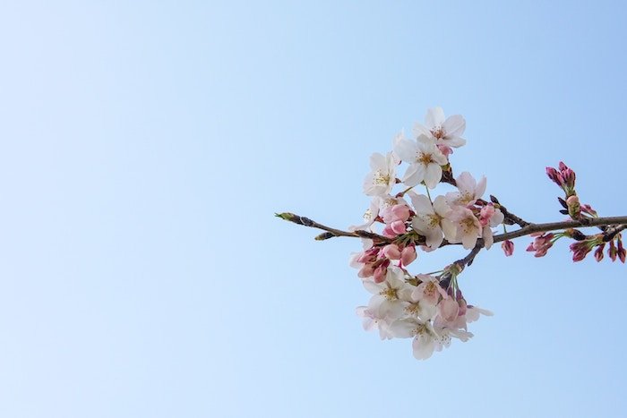 cherry blossoms against a background of blue sky