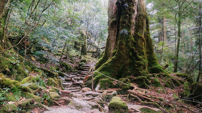 Pathway cutting through a green, moss covered forest