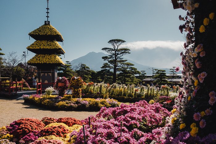 Flower festival at a Japanese garden with active volcano in the background