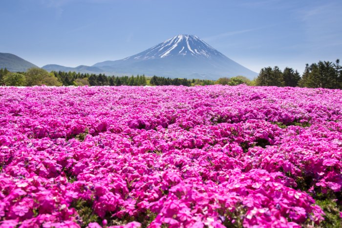 Moss phlox blooming in pink with Mt Fuji in the background