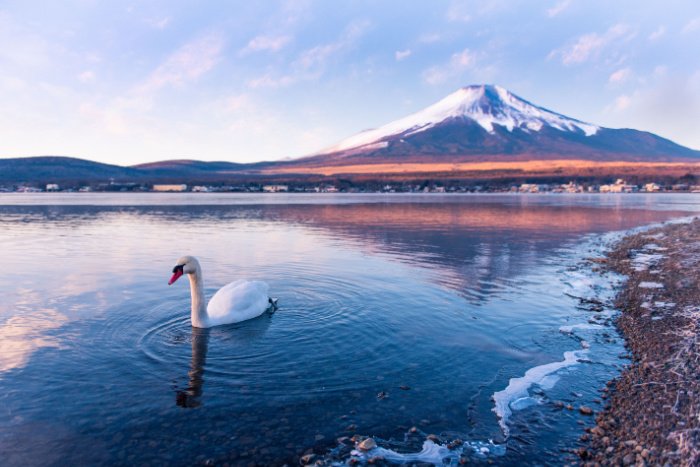 A swan on Lake Yamanakako near Mt Fuji