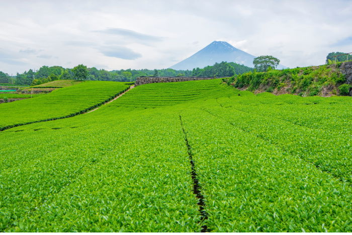 Imamiya Tea Plantation with Fuji-san in the background