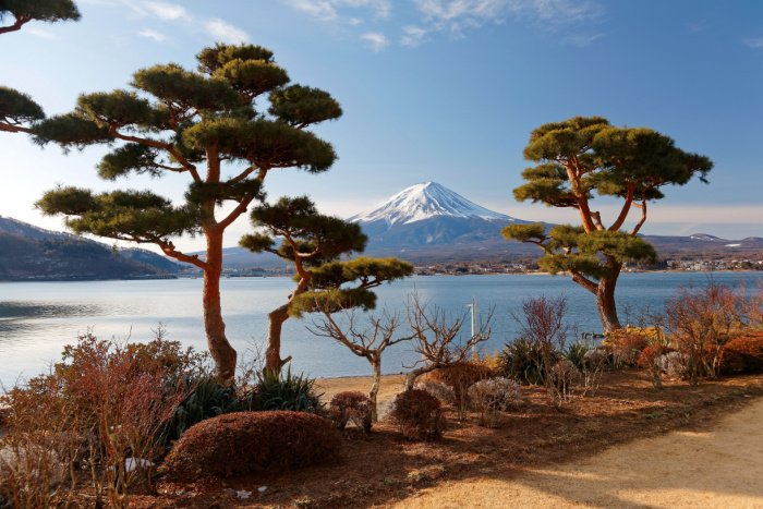 View of Mt Fuji from the shore of Lake Kawaguchi, framed by pine trees