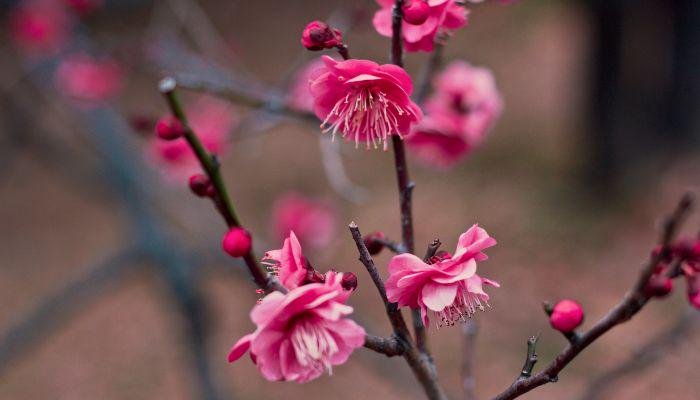 blooming ume