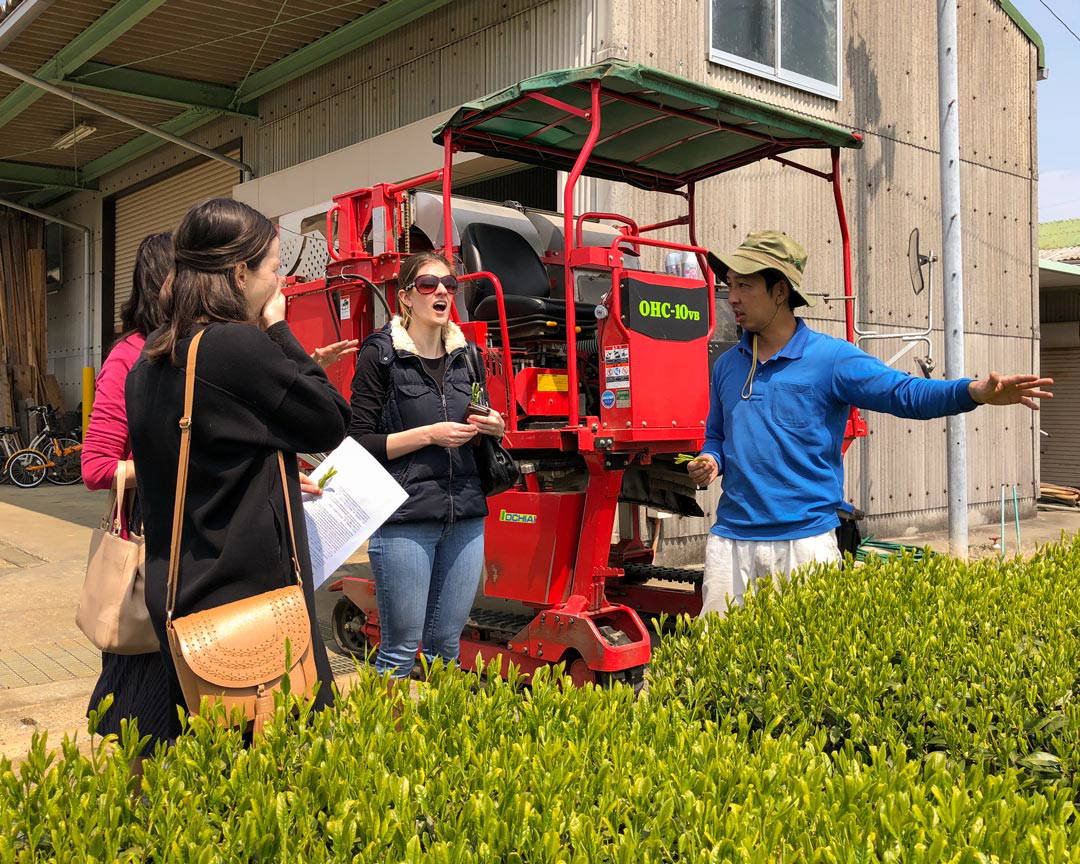 Tea Plantation Tour, Factory Visit, & Tasting in Shizuoka 8