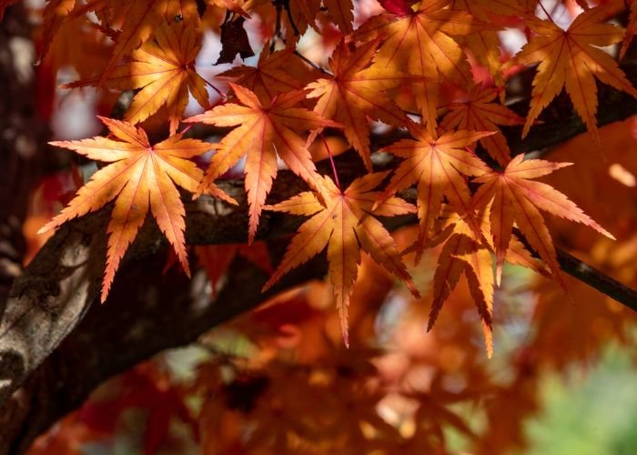 Japanese maple leaves turn hues of red and orange in the fall.