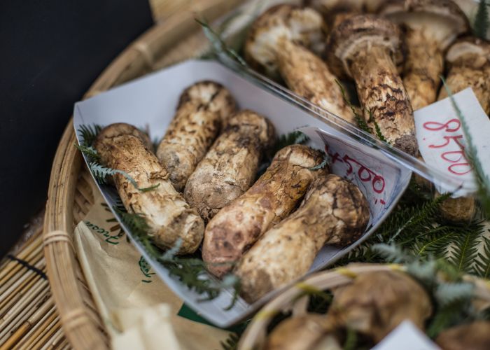 A platter of freshly picked matsutake mushrooms.