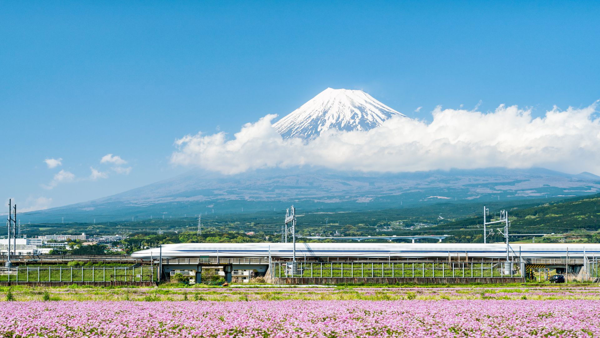 Mount Fuji view with Shinkansen and pink blossoms