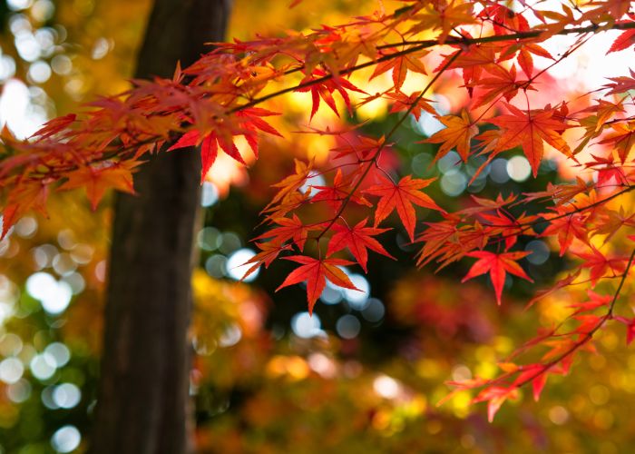 The beautiful red maple leaves of fall in Japan.