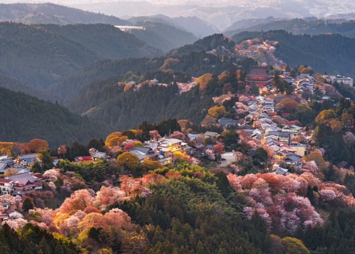 A bird's-eye-view of Nara in the spring