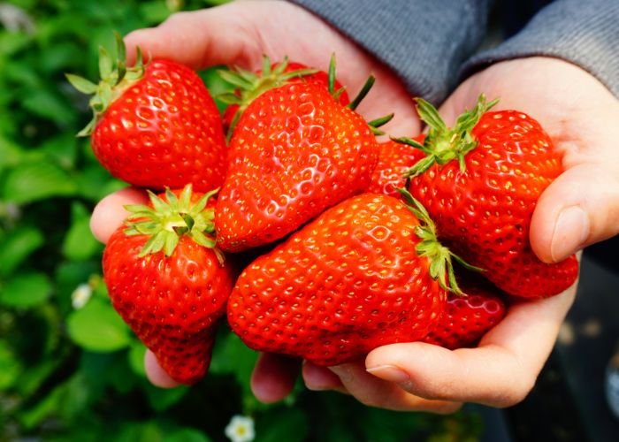 A handful of freshly picked Japanese strawberries