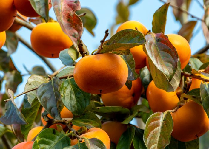 Japanese persimmons growing on trees