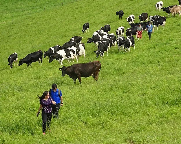 A dairy farm in Hokkaido