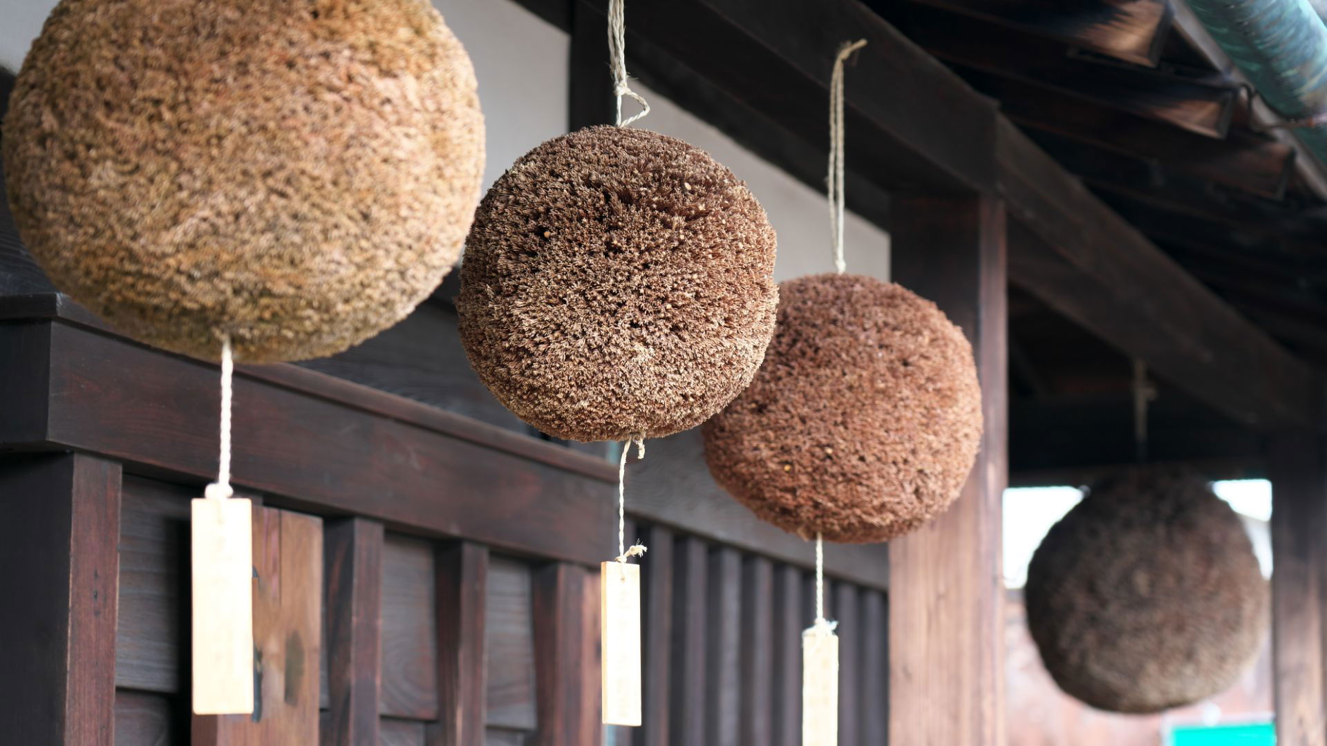 Japanese sugidama spheres hanging under traditional roof eaves