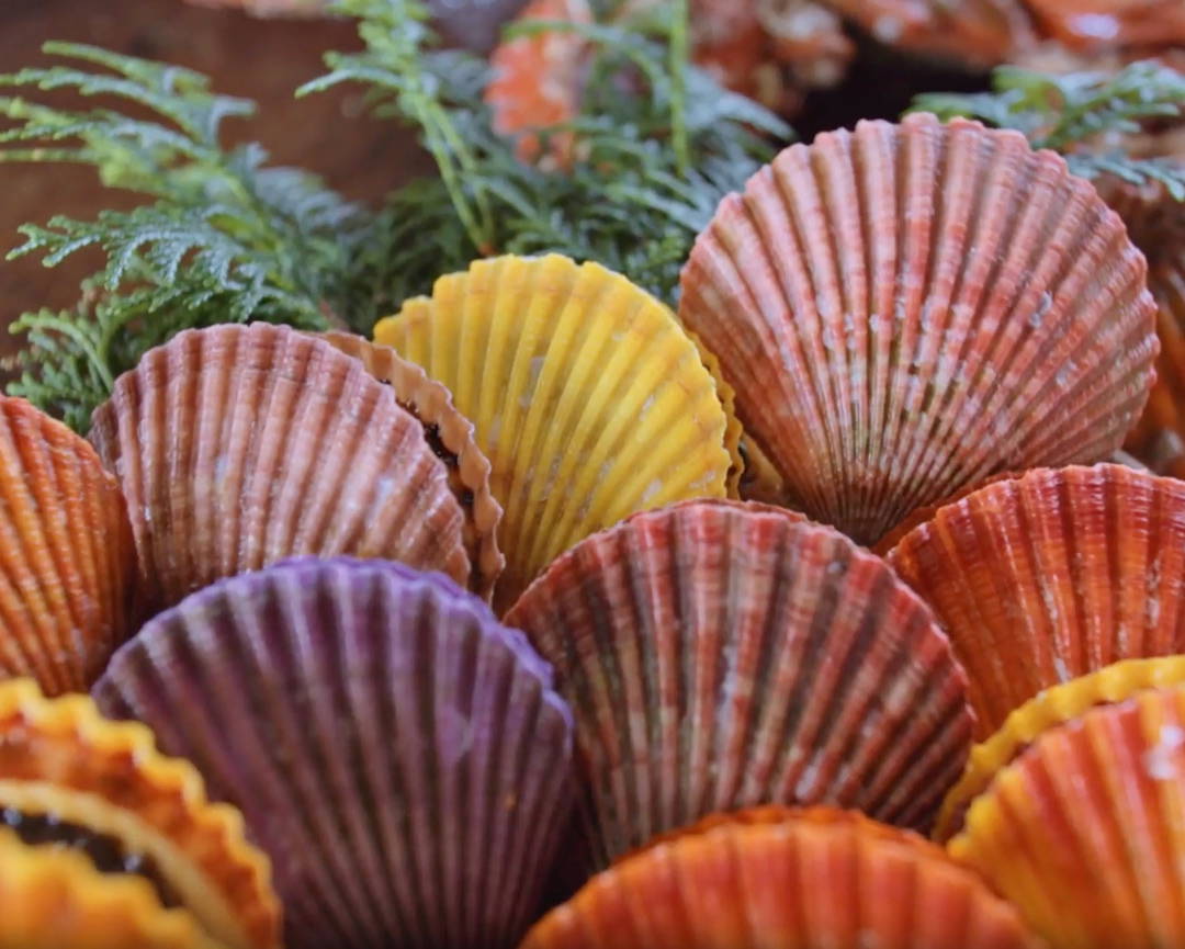 Fresh Seafood & Scallop Shell Lampshade Workshop in Ehime 5