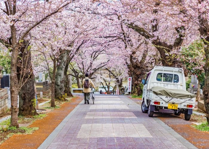 A Tokyo resident walks by his bicycle in Aoyama Cemetery during cherry blossom season in Tokyo