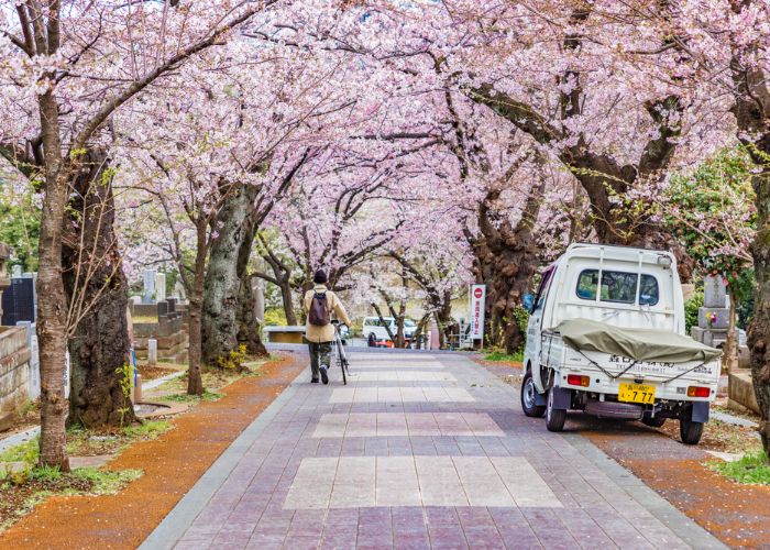 A Tokyo resident walks by his bicycle in Aoyama Cemetery during cherry blossom season in Tokyo