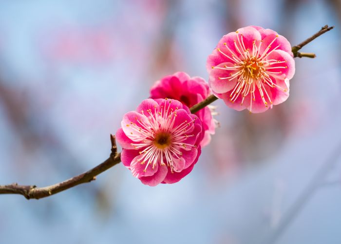 Plum blossoms