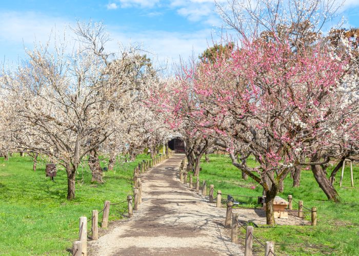 10 Places to See Plum Blossoms in Japan