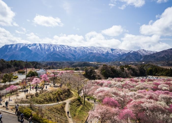 Inabe City Agriculture Park in Mie Prefecture, a prime plum blossom viewing spot