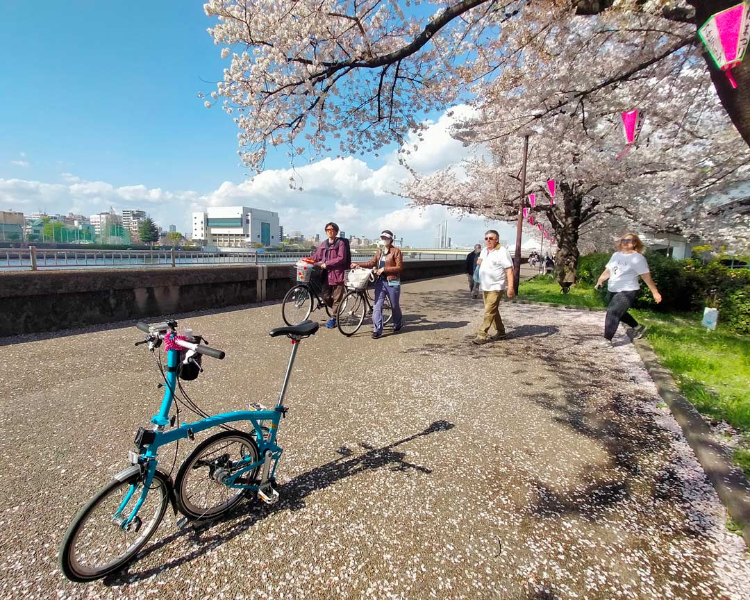 A bicycle tour of Tokyo during cherry blossom season.